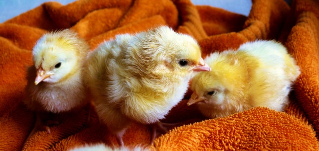 cute-animals-easter-chicken-5143